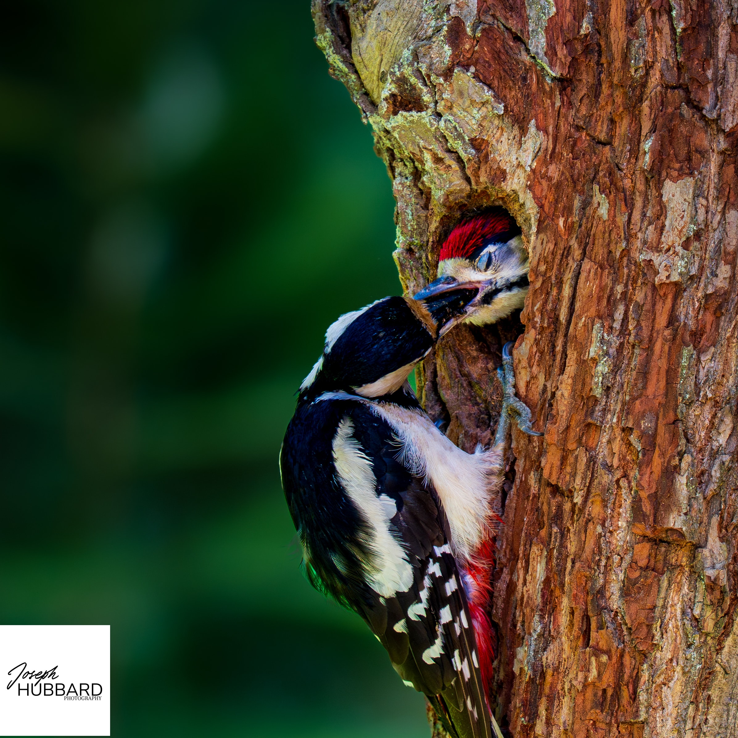 Joseph Hubbard in the field — wildlife observation