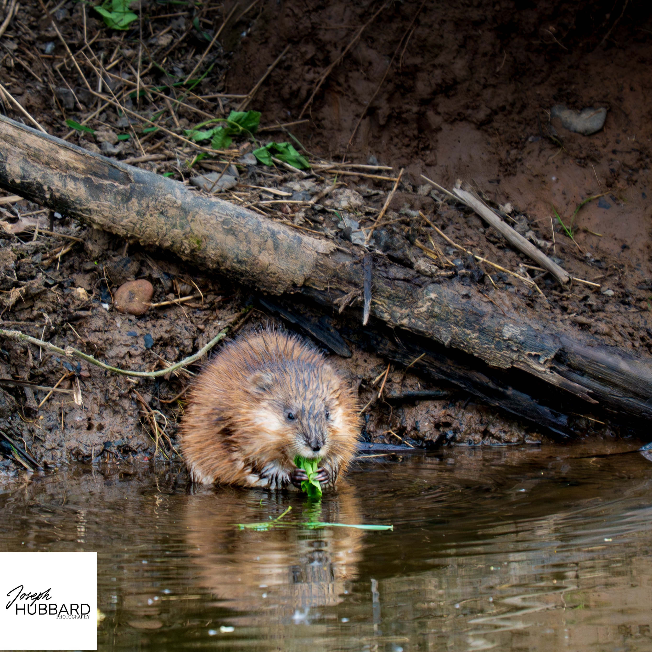 River Systems — Life Along the Kinzig