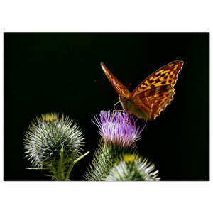 Conservation & Research