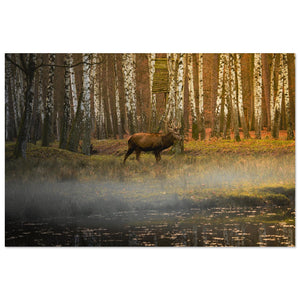Wild boar piglets in forest